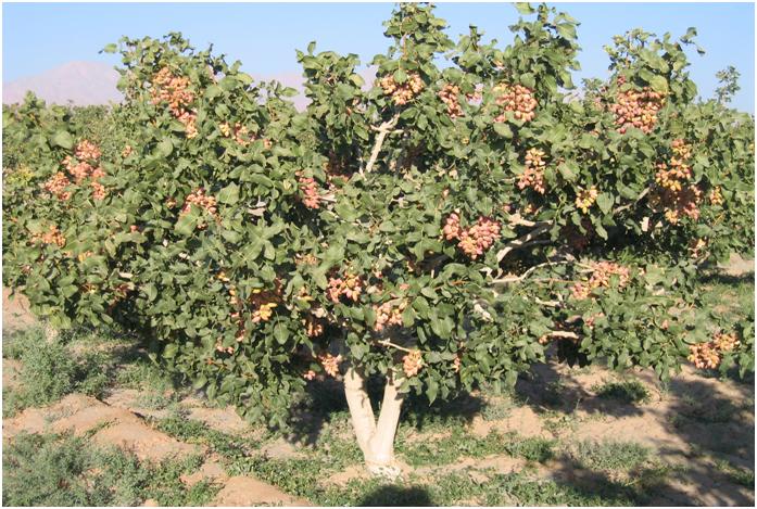 توسعه باغات پسته در استان ایلام