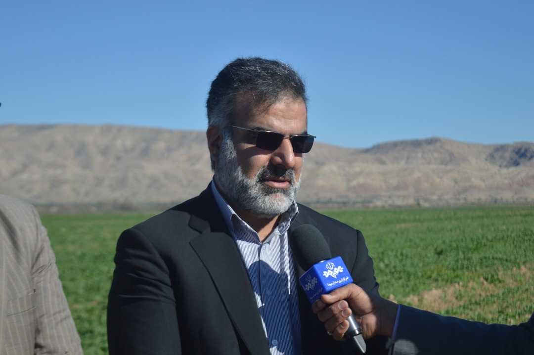 سطح سبز ۱۰۰ درصدی بزرگترین مزرعه کلزای فارس