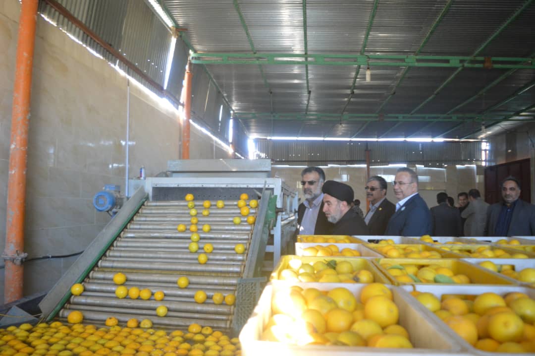 فارس قطب تولید لیمو شیرین کشور