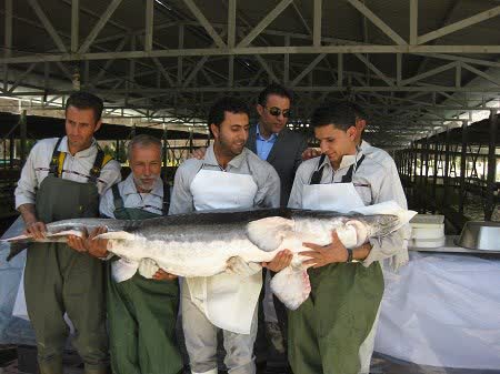پرورش دهنده نمونه ملی ماهیان خاویاری از فارس