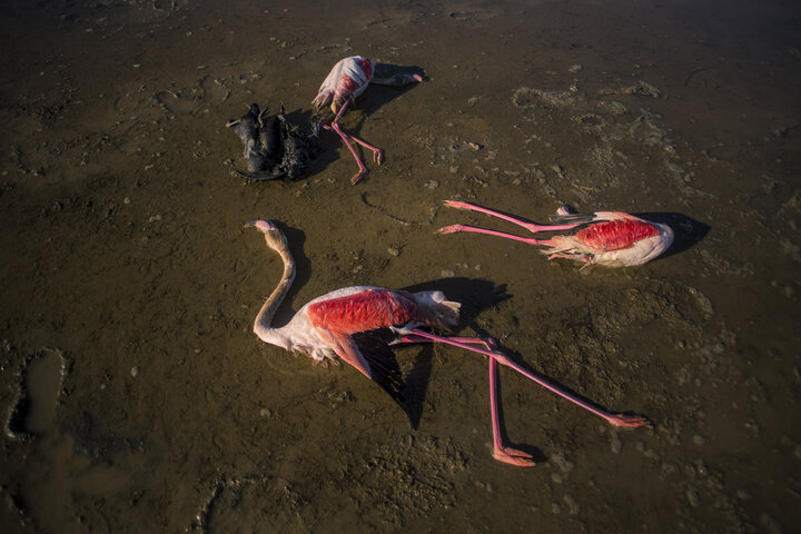 لاشه ۸۰۰ پرنده مهاجر از خلیج گرگان جمع‌آوری شد