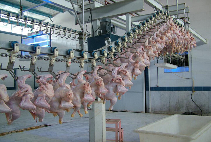 مدیرکل امور دام فارس: محدودیت خرید مرغ منجمد از تولیدکنندگان نداریم