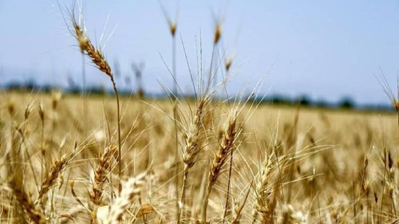 خرید ۹۰۰ هزار تن گندم مازاد برمصرف از کشاورزان فارس