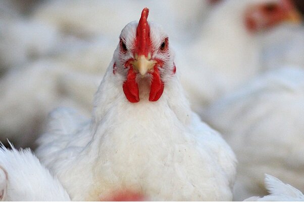 تازه ترین تحولات ناشی از کمبود مرغ در استان فارس