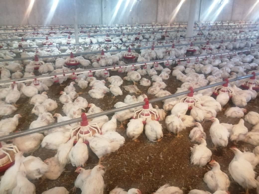 ۵۰هزارقطعه مرغ زنده سرچهان روانه کشتارگاه های استان شد