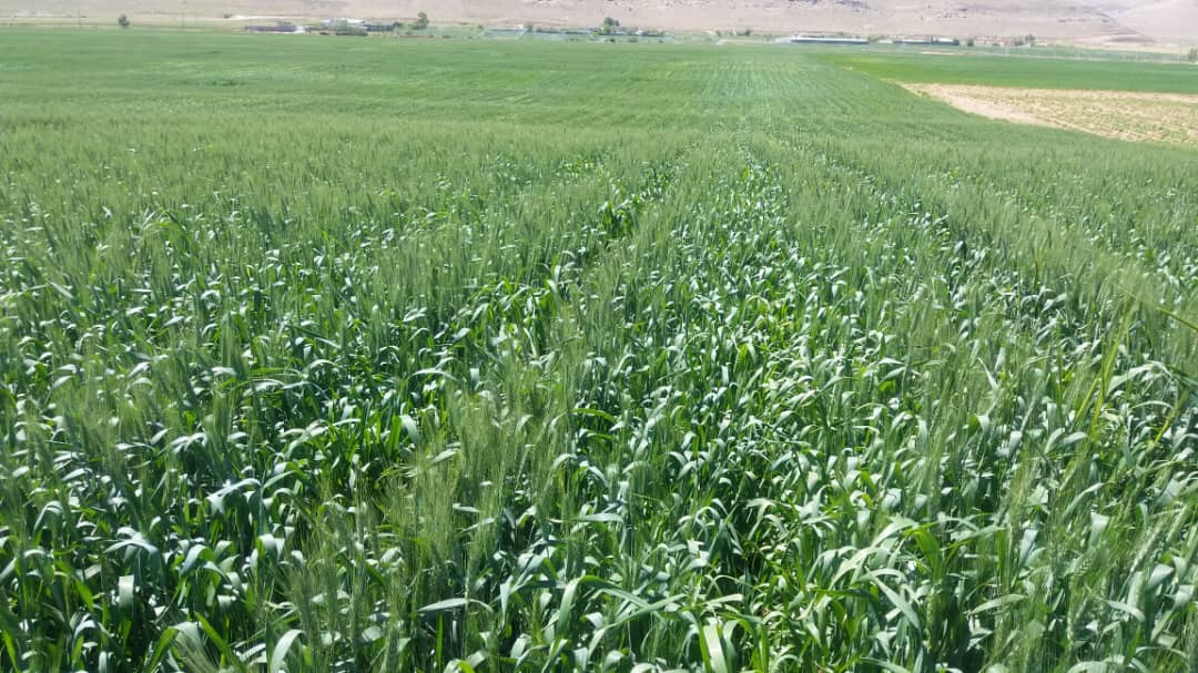 انتظار افزایش ۲۰ درصدی تولید در مزارع گندم بنیان شیراز