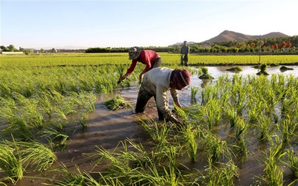 کشت برنج در فارس با تأیید کارگروه آب استان