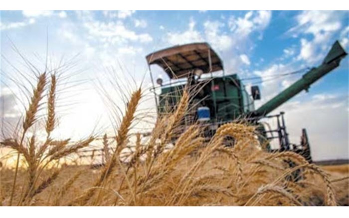 سطح گندم قابل برداشت درشهرستان کازرون ۳۳ هزار هکتار است