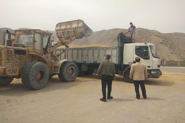 جابجایی بیش از ۴۲ هزار تن گندم از مراکز خرید در مناطق جنوبی استان