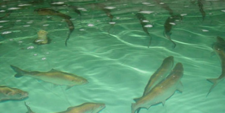 کارآفرین لاورخشتی موفق به پرورش ماهی سردآبی قزل آلا شده است