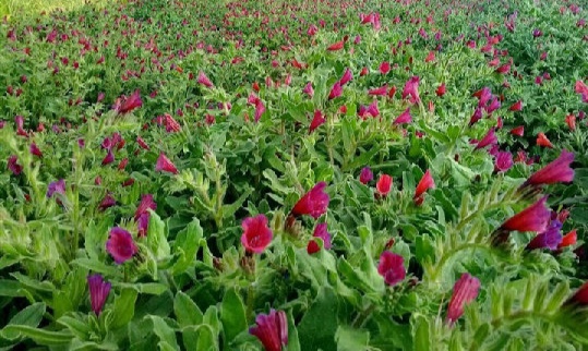 پرداخت تسهیلات کم بهره توسعه کاشت گیاهان دارویی در ارسنجان