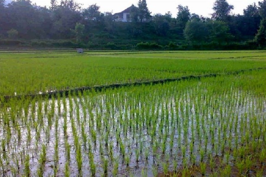 ۳۱هزار هکتار از اراضی استان به کشت برنج اختصاص یافت