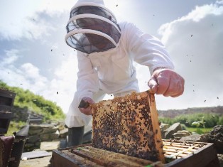 دویست زنبوردار با۷۰هزار کلنی زنبورعسل در لارستان مستقر می شوند
