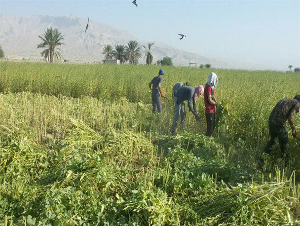 برداشت دانه روغنی کنجد از ۲ هزار هکتار مزارع لارستان