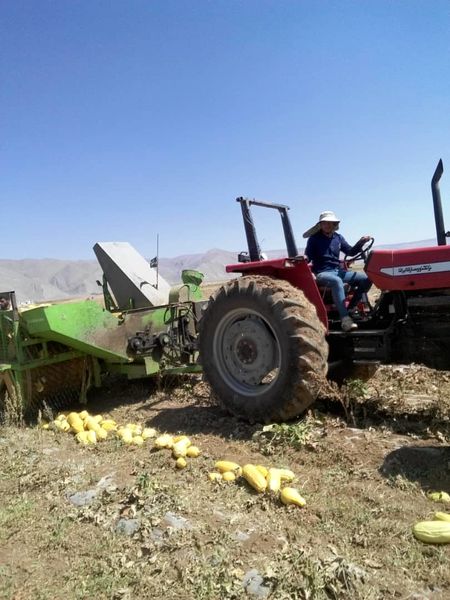 شهرستان اقلید بابرداشت۲۱۰۰تن تخم کدو آجیلی،رکورد دار تولیددر استان است