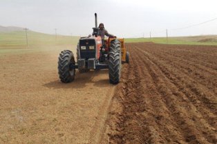 ۱۸ هزار هکتار از اراضی کشاورزی لارستان به کشت گندم اختصاص یافت