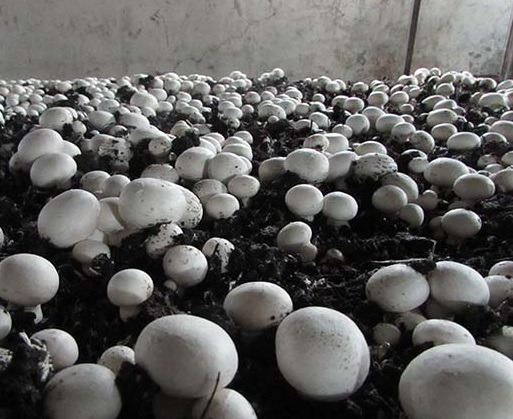 سالانه ۹۰تن قارچ خوراکی در کازرون تولید می شود