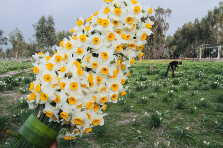 جشنواره گل نرگس در روستای تاریخی کَراده خفر برگزار می شود