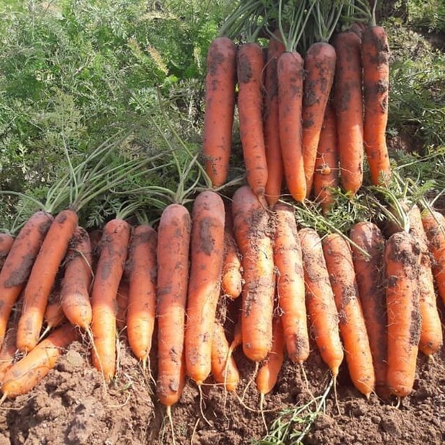 ۲۵۰۰ تن هویج از سطح ۳۸ هکتارمزارع فیروزآباد برداشت می شود