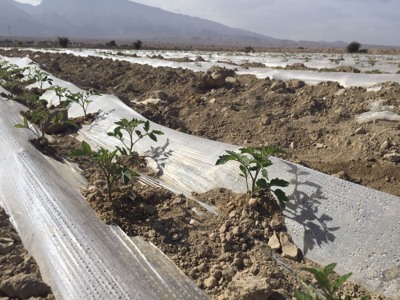 آغاز کاشت گوجه فرنگی بهاره درلارستان جهت ساماندهی و تداوم تولید
