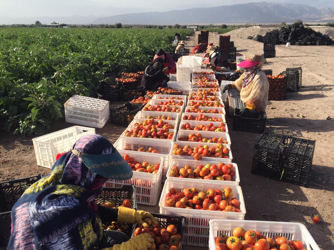 آغازبرداشت گوجه فرنگی از مزارع مناطق هرمود و زاهد محمودلارستان