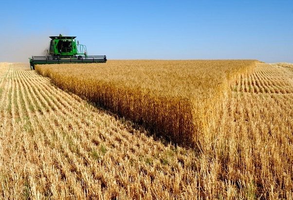 واردات ۹ میلیون تن گندم در سال جاری جهت تامین نیاز
