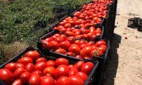 تخصیص گواهی ICM به پنج هزار و ۷۲۸ تن گوجه فرنگی وصدتن پیاز