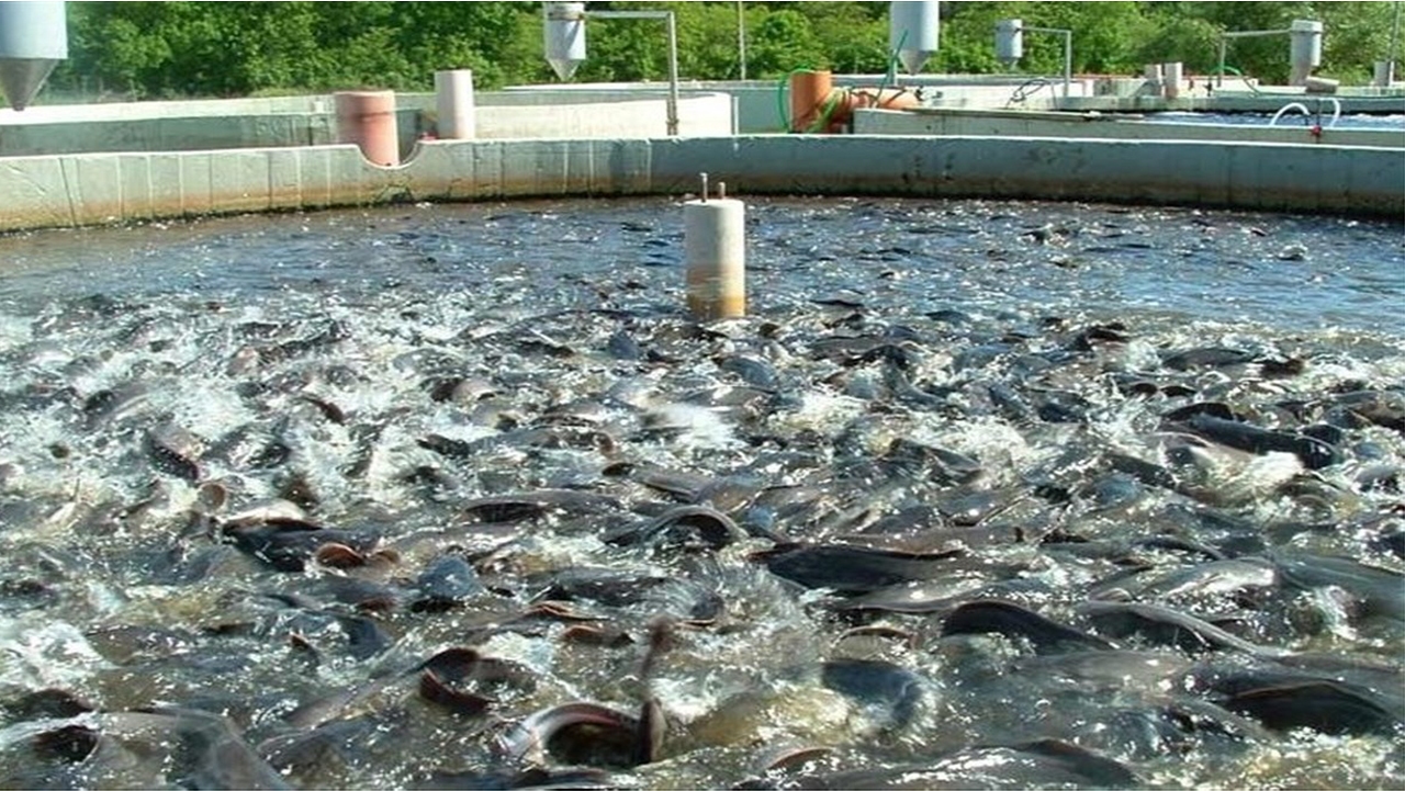 ۲۰۰تن ماهی قزل آلا ازاستخر‌های دومنظوره برداشت می شود