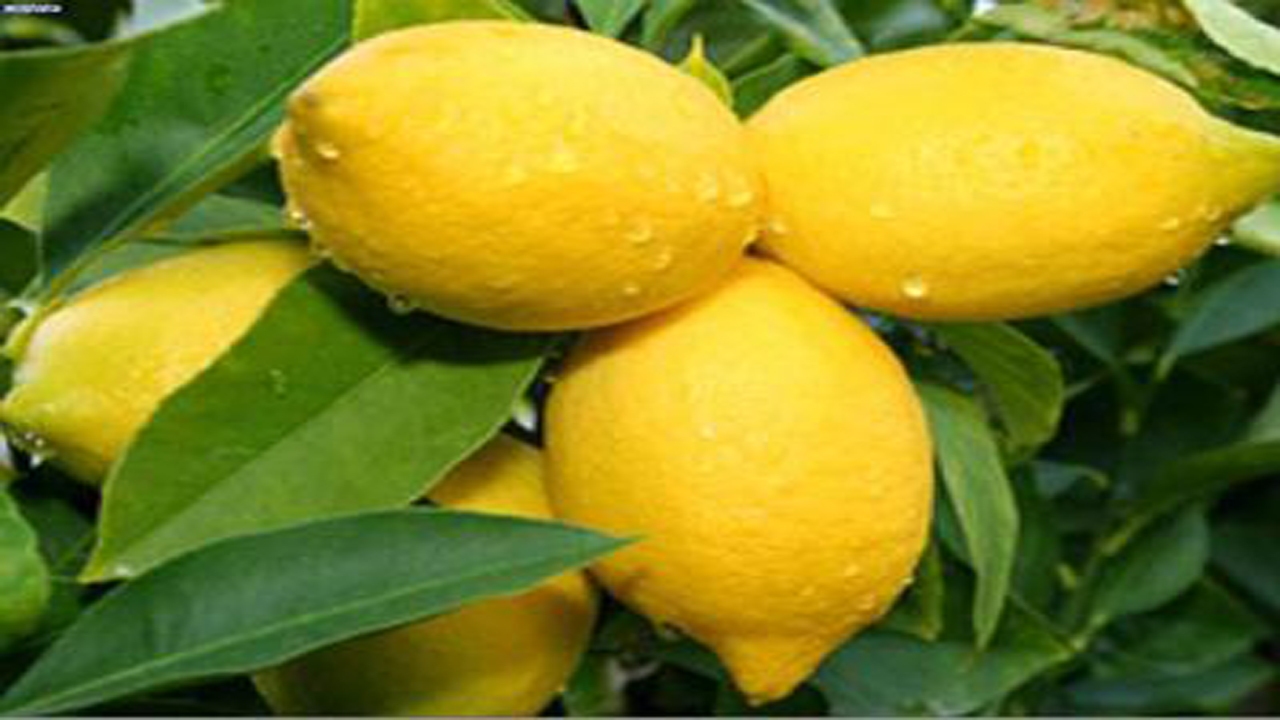 ۱۲۰ تن لیموی لیسبون جهرم به کشور روسیه صادر شد