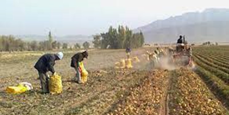 آغاز برداشت سیب زمینی از مزارع شیراز