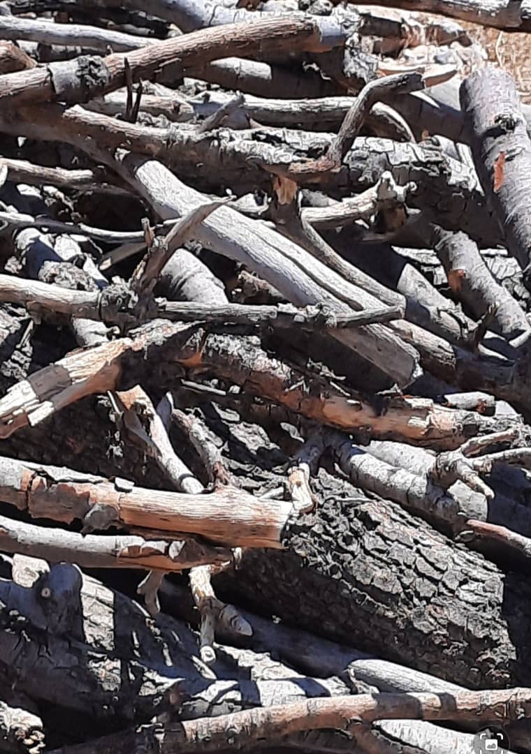 شناسایی فروشندگان هیزم بلوط‌های جنگلی در مله گاله