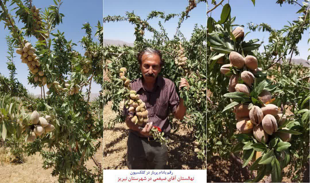 ثبت ارقام جدید بادام در کشور توسط باغدار نمونه نی‌ریزی