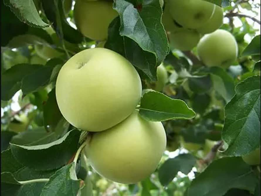 پیش بینی برداشت دو برابری سیب گلاب در بیضا