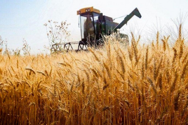 برخورداری کشاورزان فارس از مزیت طلایی طرح کشت قراردادی