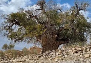۷۰ درخت کهنسال فارس رتبه ملی دارند/ ۹۰ پرونده میراث طبیعی فارس در فهرست ملی قرار گرفت