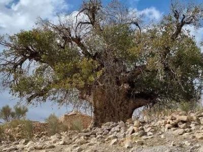 ۷۰ درخت کهنسال فارس رتبه ملی دارند/ ۹۰ پرونده میراث طبیعی فارس در فهرست ملی قرار گرفت
