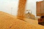 خرید تضمینی بیش از ۳۶۰ هزار تن گندم به همت شبکه تعاون روستایی فارس