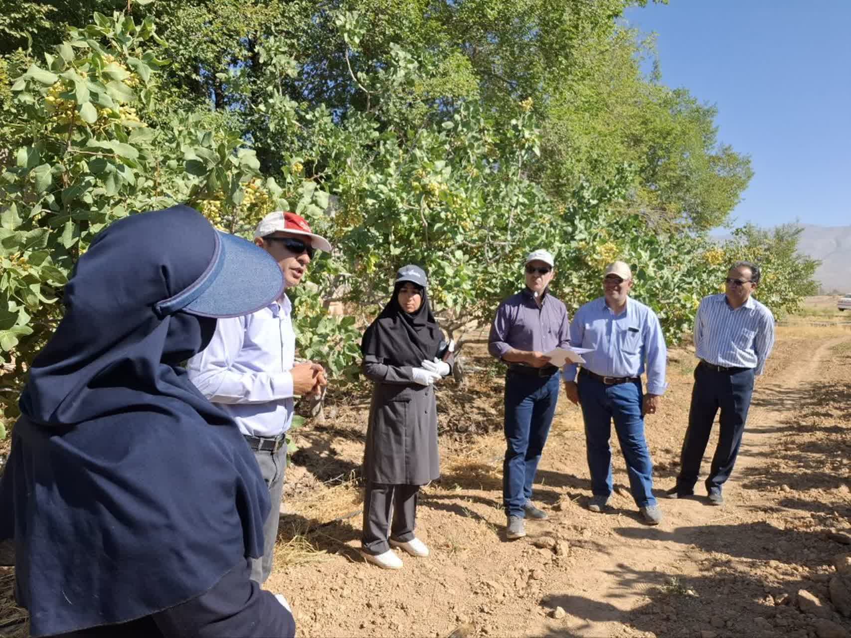کنترل بیماری سرخشکیدگی درختان پسته در فارس