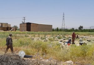 آغاز خرید توافقی پیاز در داراب با حضور مسئولان ملی / گامی عملی برای حمایت از کشاورزان جنوب