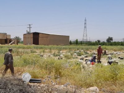 آغاز خرید توافقی پیاز در داراب با حضور مسئولان ملی / گامی عملی برای حمایت از کشاورزان جنوب