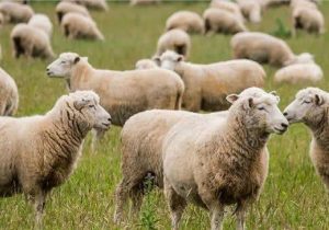 اجرای طرح تولید ملی در دامداری‌های فارس با تخصیص ۱۷۰۰ میلیارد ریال تسهیلات