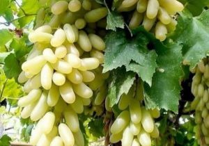 برداشت انگور از ۴۲۸۲ هکتار از تاکستان های شیراز ادامه دارد