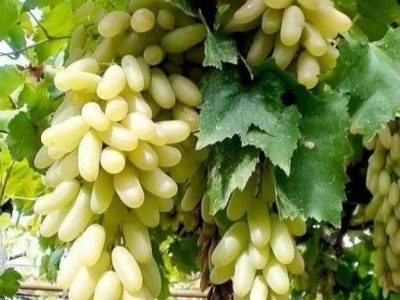 برداشت انگور از ۴۲۸۲ هکتار از تاکستان های شیراز ادامه دارد