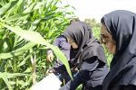 نخستین علائم آلودگی به برگخوار پاییزه ذرت در مزارع شیراز مشاهده شد